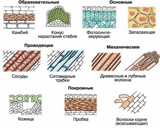 Рисунок структура строения растительных тканей